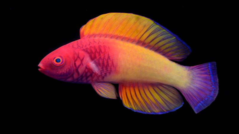 Fish Color Image