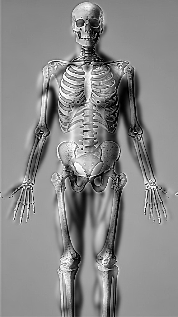 muscle skeleton hybrid